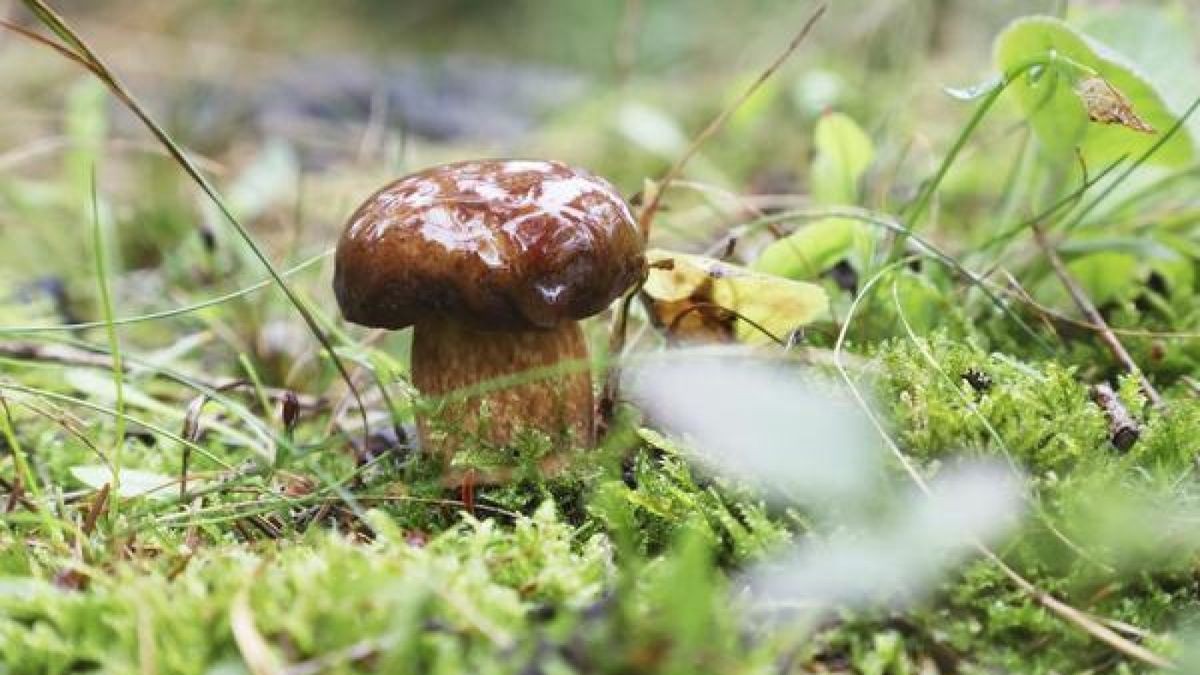 Neumühle: Ein Maronen-Röhrling steht in einem Waldstück. Er ist eine Pilzart aus der Familie der Dickröhrlingsverwandten. (Archivbild)