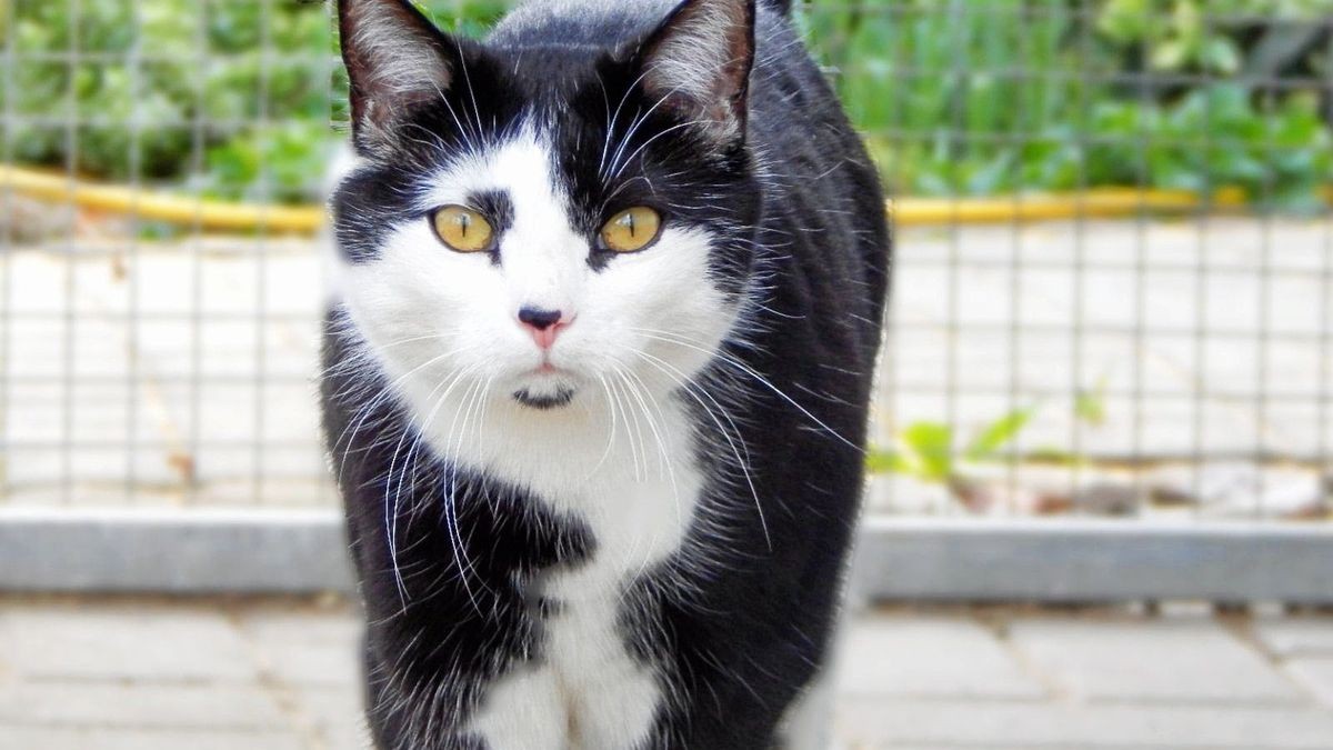 Tessa wurde vor sieben Jahren aufgenommen und hat damit mehr als die Hälfte ihres Lebens im Tierheim verbracht.