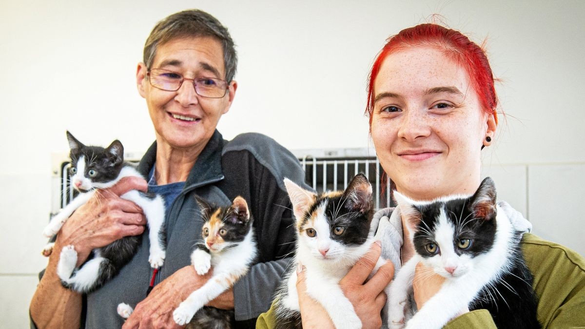 Für Mitarbeiterin Andrea Hartung (links), die ehrenamtliche Helferin Michelle-Denise Elbert und ihre Kollegen vom Mühlhäuser Tierheim gibt es gerade wieder viel zu tun. Katzenhaus und Quarantänestation sind voll.