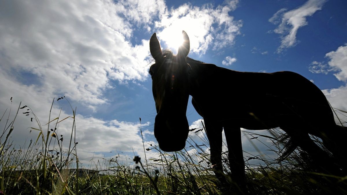 Menschen und Tiere  in Thüringen erwartet ein warmes Wochenende mit Sonne, Wolken, Schauern und Gewittern (Symbolfoto).