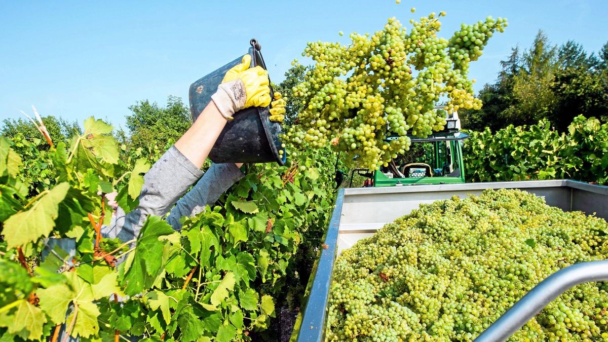 Nicht mehr lange und die Weinernte kann beginnen. Ein guter Jahrgang wird erwartet.