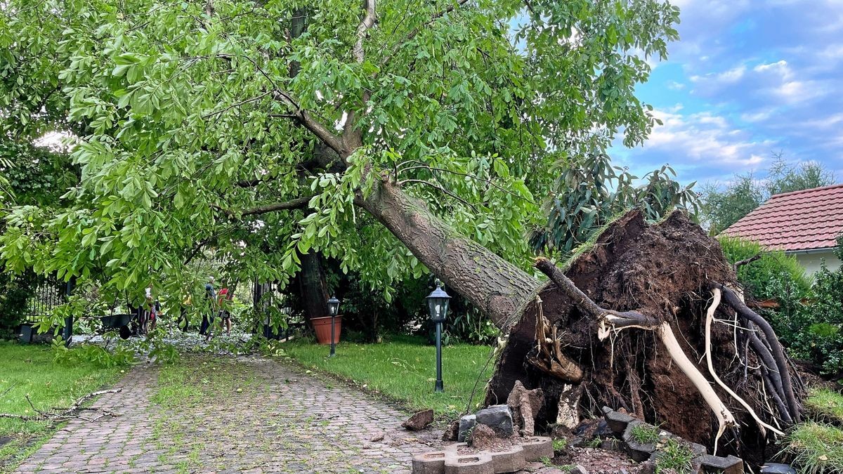 Wem beim Sturm Mitte August ein öffentlicher Baum aufs Grundstück gekracht ist, kann diesen Schaden der Stadt melden.