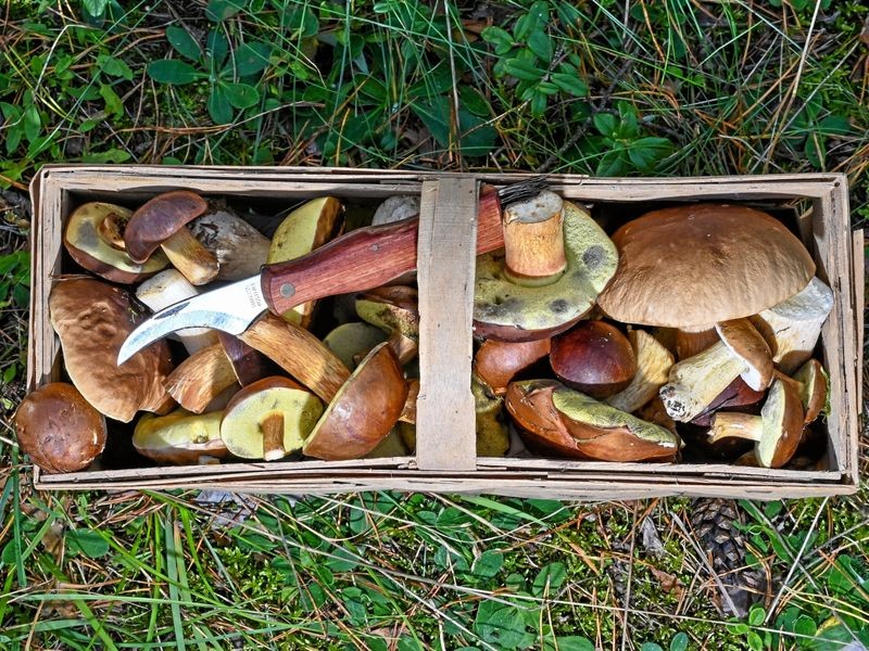 Sauerland Was für Anfänger beim Pilze sammeln wichtig ist