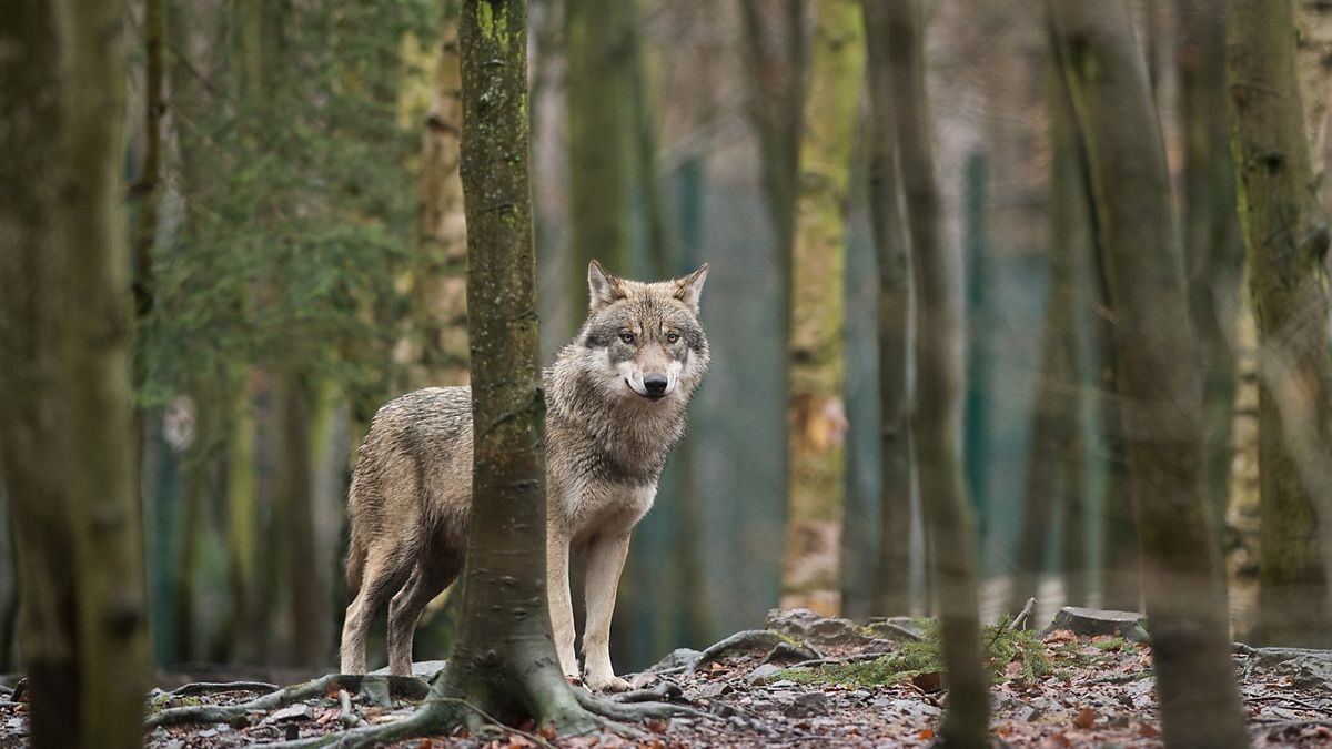 Fotofallen haben festgestellt, dass ein Wolfswelpe in der Ohrdrufer Region ernsthaft erkrankt ist  (Symbolbild).