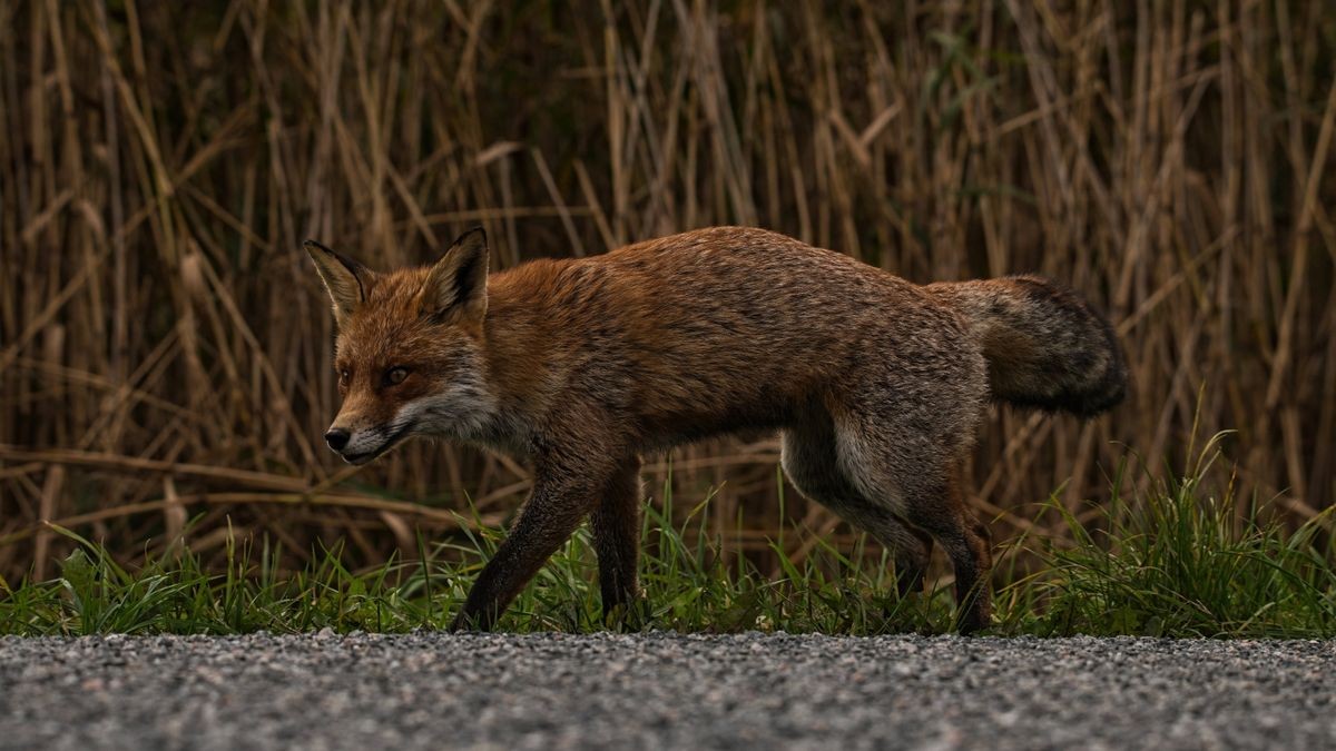 Der Fuchs hatte plötzlich den Weg gekreuzt. Es kam zum Zusammenstoß mit einer Radfahrerin. (Symbolbild)