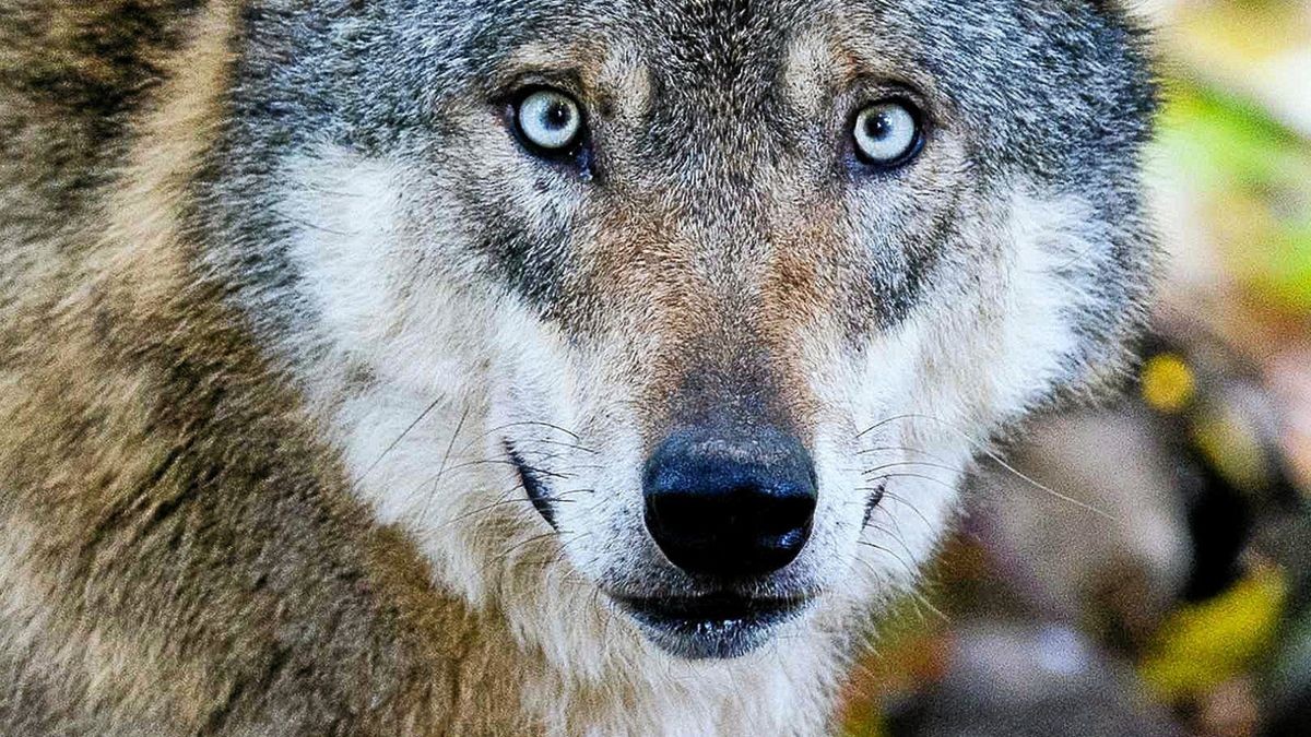 In Thüringen gibt es mittlerweile fünf Wolfsterritorien (Symbolbild).