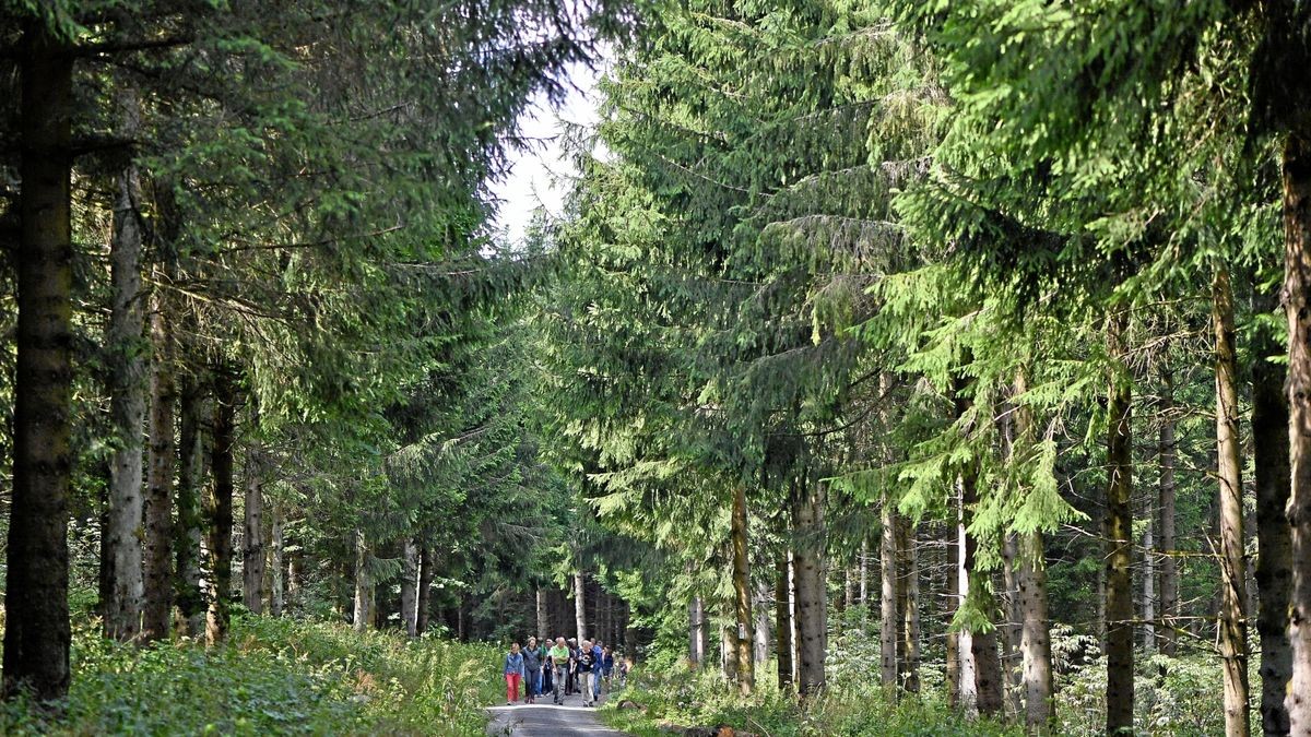 Eine Gruppe wandert durch den Wald im Unesco-Biosphärenreservat Rhön.