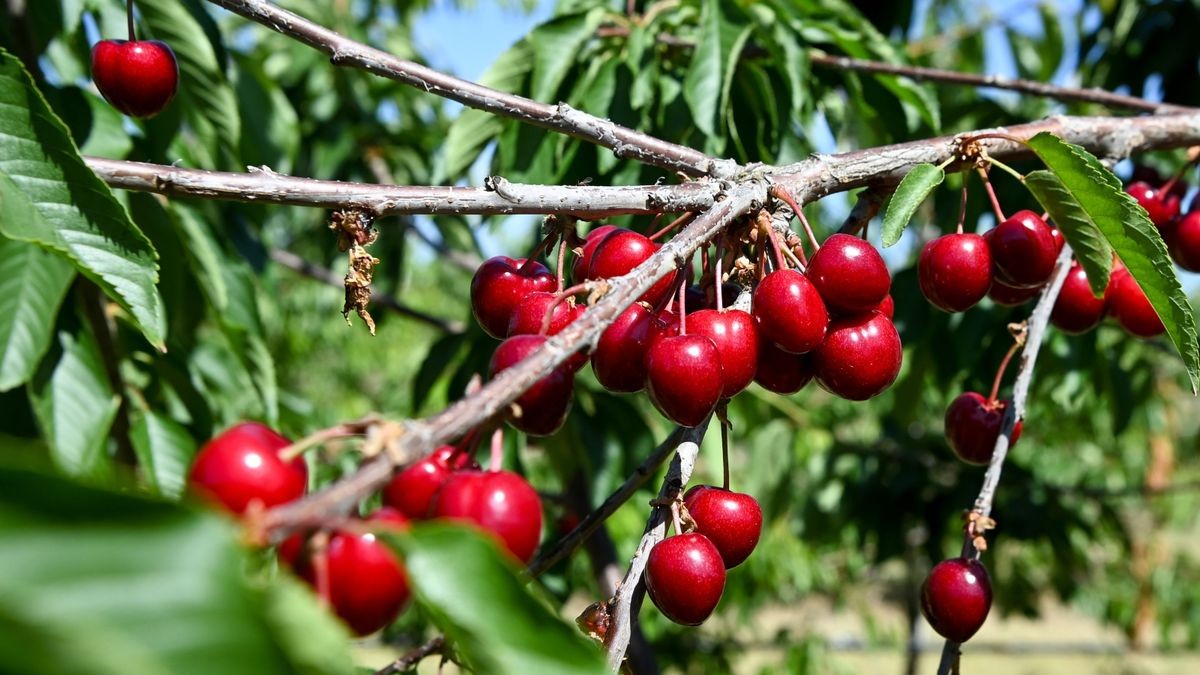 An einem Kirschbaum einer Obstbaumplantage hängen Süßkirschen der Sorte Samba. In Thüringen ist die Ernte durchschnittlich ausgefallen.