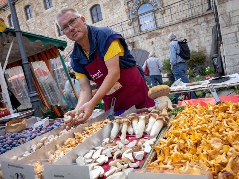 Wie sehen frische Pilze aus? Was Verbraucher wissen müssen