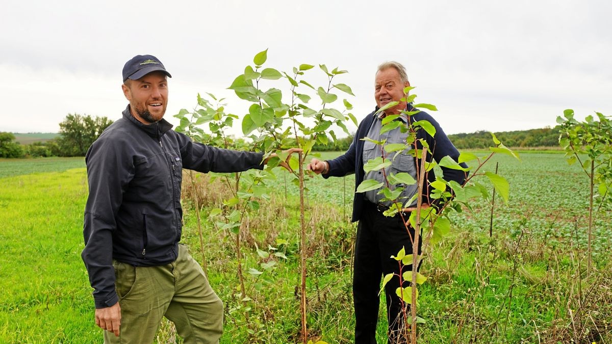 Diplom-Forstwirt Philipp Gerhardt und Landwirt Udo Wengel (von links) begutachten die im März gepflanzten Bäume auf dem Versuchsfeld zwischen Kannawurf und Sachsenburg.