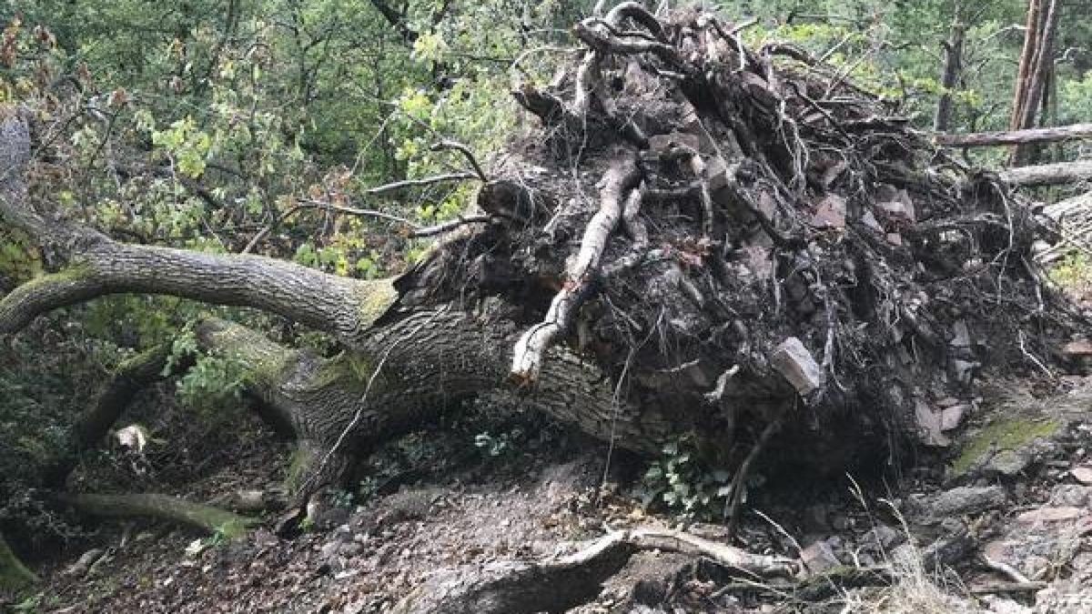 Aufgrund der Dürre der vergangenen Jahre hat der Schädlingsbefall auch bei Laubbäumen zugenommen und es kommt vermehrt zu umstürzenden Laubbäumen. (Archivbild)