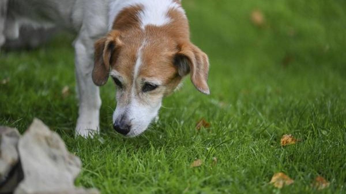 Ein Hund ist in Erfurt von seinem Besitzer geschlagen und getreten worden. Das Tier wurde in Obhut genommen. (Symbolbild)