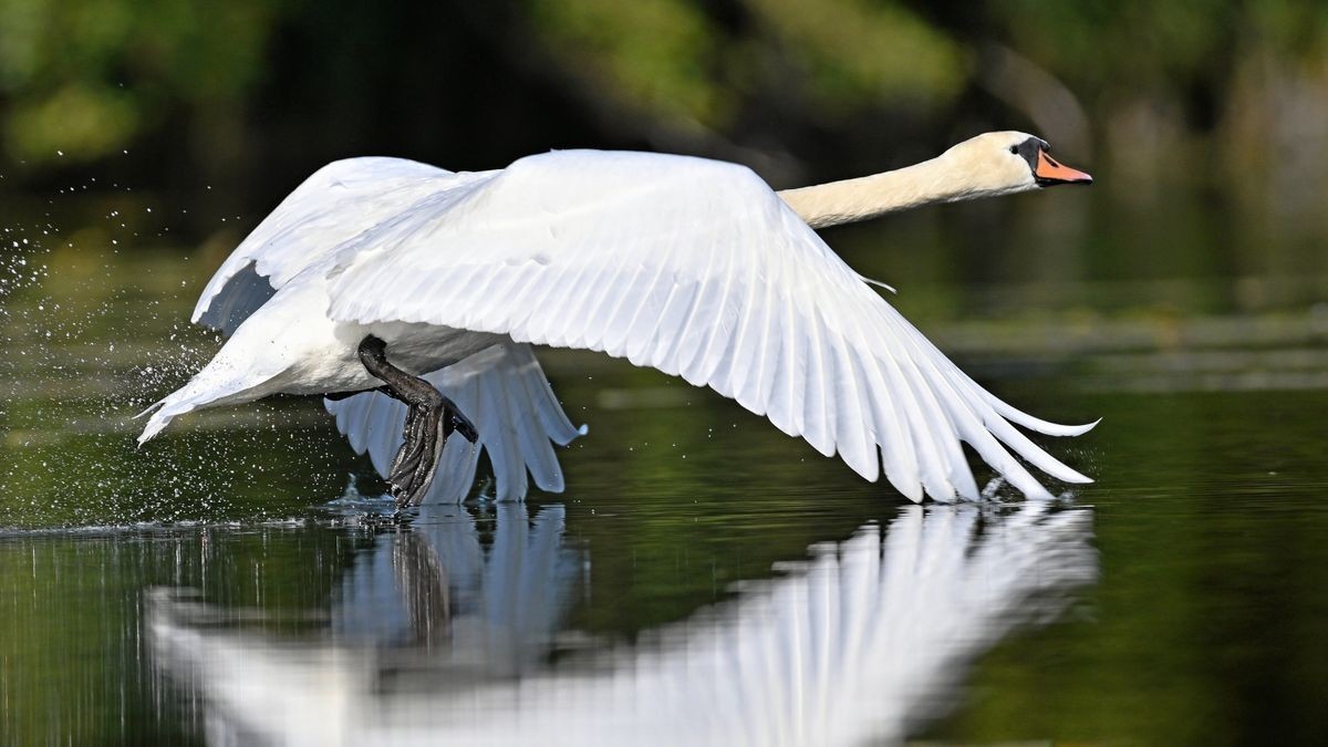 In Weimar hat ein Schwan für einen Polizeieinsatz gesorgt (Symbolfoto).