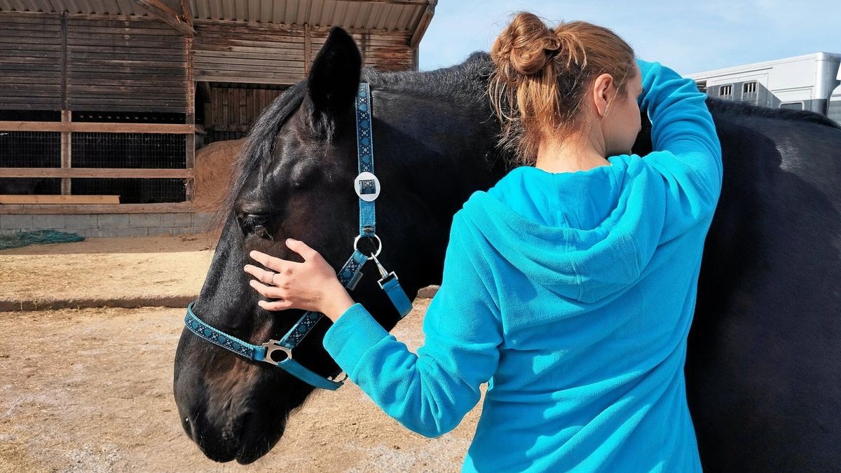 In der Reittherapie ist das Pferd der Co-Therapeut. Auf der Naturerlebniswiese in Wüllersleben übernimmt Sharon diese Aufgabe. Er ist Spiegel, aber auch Stütze für die Klientin.