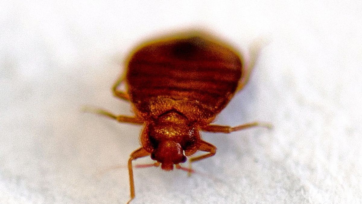 Eine Bettwanze (Cimex lectularius), in sicherer Umgebung aufgenommen am Biologischen Institut der Technischen Universität Dresden.