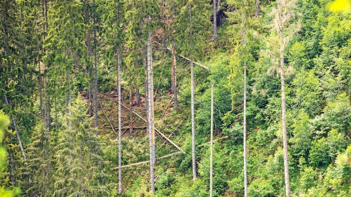 Die Waldschäden – wie hier bei Schleiz – sind unübersehbar.