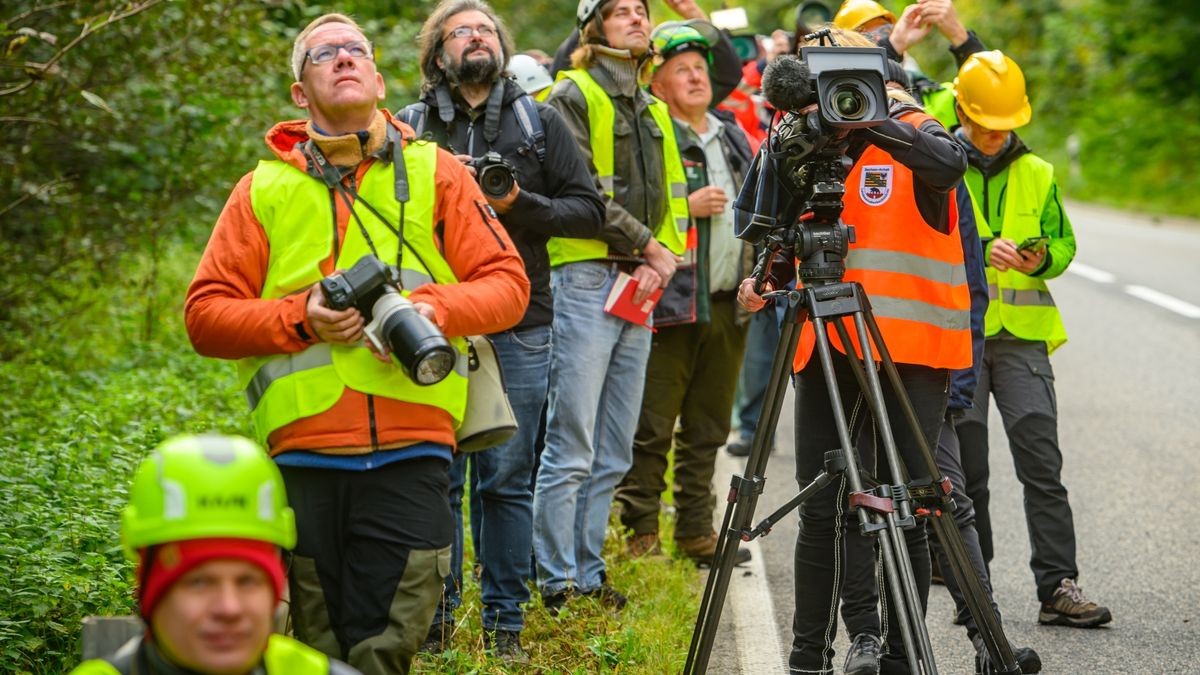 Im Rahmen der Verkehrssicherungspflicht entlang der Bundesstraße 81 werden auf unwegsamen Gelände 135 Laub- und Nadelbäume entfernt. 