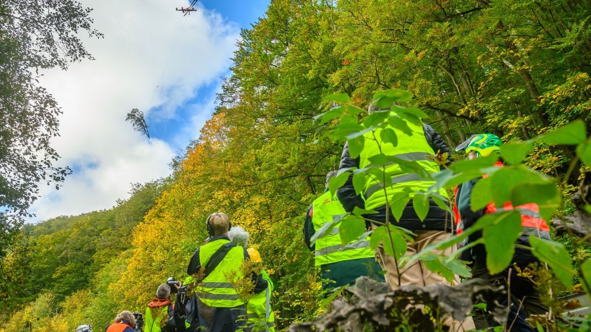 Im Rahmen der Verkehrssicherungspflicht entlang der Bundesstraße 81 werden auf unwegsamen Gelände 135 Laub- und Nadelbäume entfernt. 