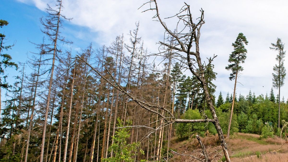 Der Wald  in Thüringen - hier in einem Gebiet bei Schleiz - ist vielfach geschädigt. 