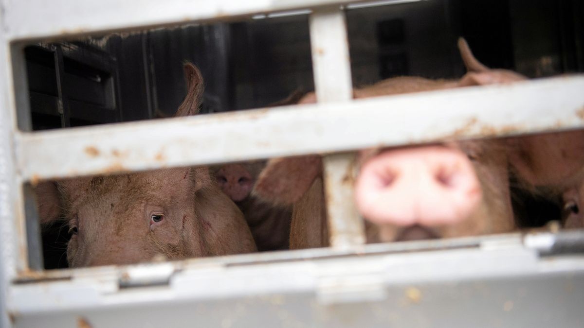 Ein Schwein schaut während einer Tiertransport-Kontrolle aus einem Tiertransporter. Mobile Schlachtungen sollen viele Transporte überflüssig machen.