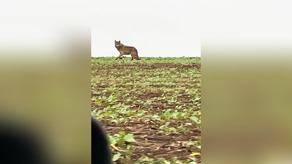 Das Tier, das am Freitagmorgen entlang der Landstraße zwischen Ebeleben und Rockstedt fotografiert worden war, soll Richtung Abtsbessingen/ Allmenhausen gelaufen sein.