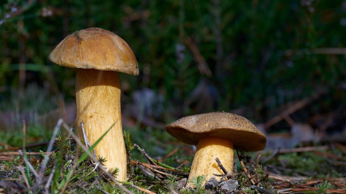 Späte Pilzsaison: Achtung, Vergiftungsgefahr