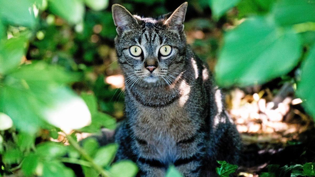 Eine Katze ist durch das Projektil eines Luftgewehrs verletzt worden (Symbolfoto).