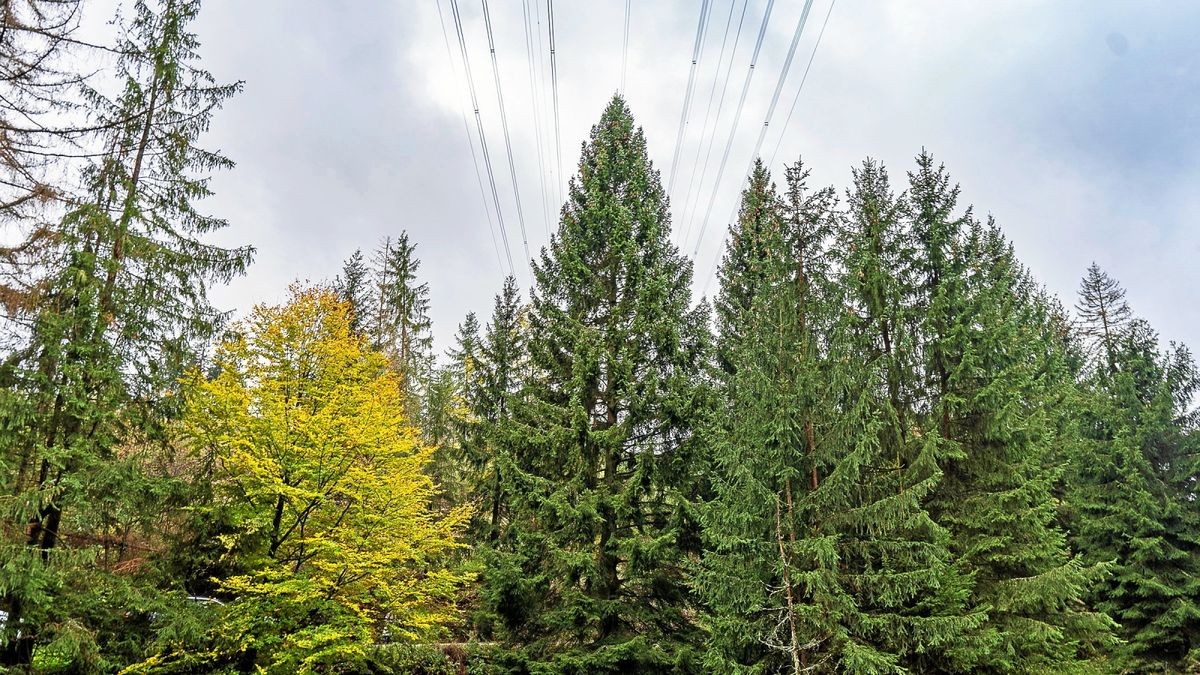 Die Rotfichte für den Erfurter Weihnachtsmarkt (Mitte) steht in einem Wald bei Gehren.