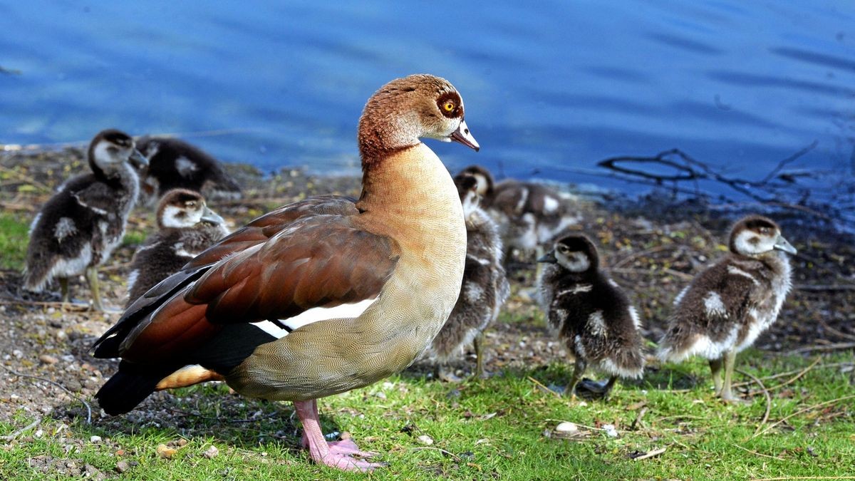 Eine Nilgans mit ihren Küken.