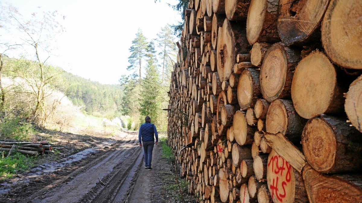 Ein Holzpolder im Ilm-Kreis. Derzeit setzt sich das Land Thüringen gegen die Klage einer Ausgleichsgesellschaft zur Wehr. Diese wirft dem Freistaat vor, mit der gebündelten Vermarktung von Holz aus Staats-, Privat- und Körperschaftswald gegen Kartellrecht verstoßen zu haben.