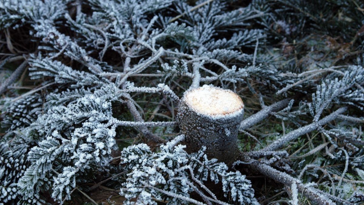 Diebe haben mehrere Weihnachtsbäume in Sondershausen gestohlen (Symbolbild).