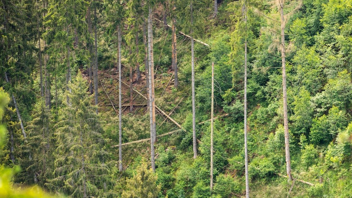 Waldschäden in Thüringen, hier im Waldgebiet bei Schleiz.