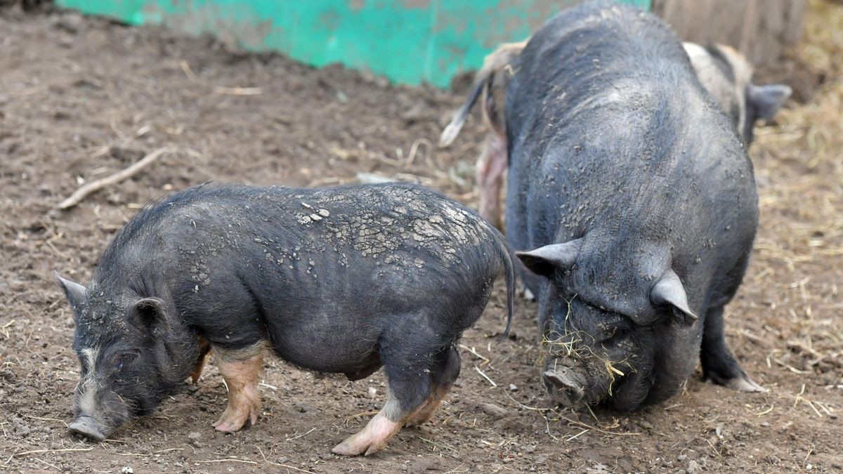 Zwei tote Hängebauchschweine wurden im Eichsfeld gefunden (Symbolfoto).