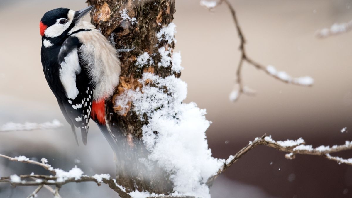 Der Naturschutzbund ruft zur Vogelzählung auf.