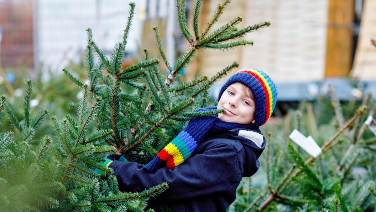 Weihnachten Hamburg Weihnachtsbaum zu verschenken hier bekommen Sie
