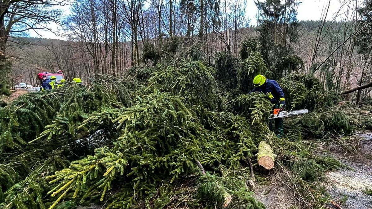 Feuerwehren waren im Landkreis Gotha wieder wegen umgestürzter Bäume im Einsatz. (Symbolbild)