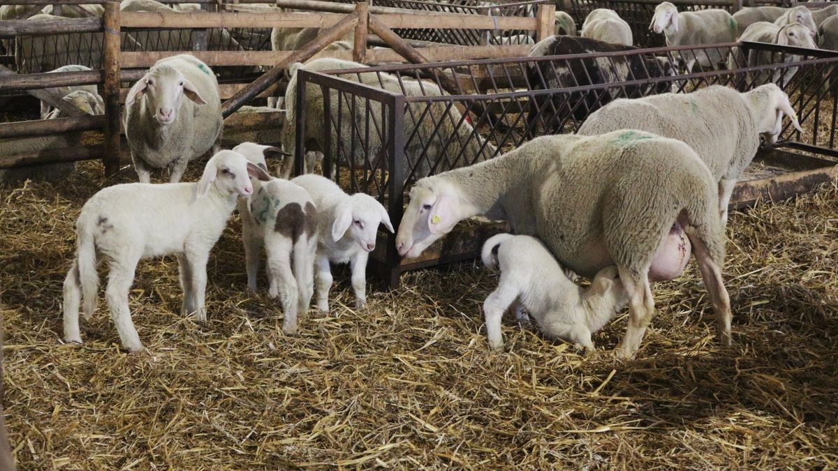 Lammzeit beim Landwirtschaftlichen Unternehmen Sondershausen ist immer in der Zeit vor dem Jahreswechsel.