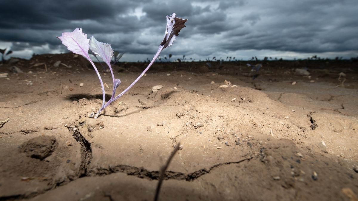 Dunkle Wolken ziehen über ein Feld mit jungen Pflanzen. Mit Hilfe von Künstlicher Intelligenz (KI) wollen Jenaer Forscher die Auswirkungen von Klimaextremen besser vorhersagbar machen.