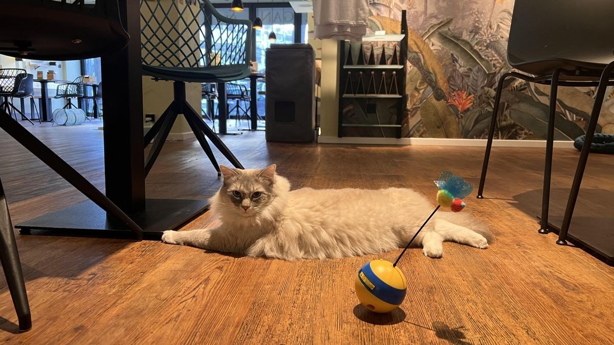 Genuss im Katzentempel? In diesem Café in Hannover hat das Tierwohl Priorität