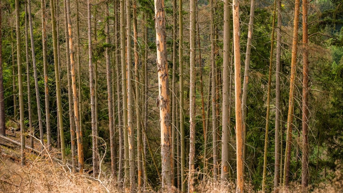 26/06/2020-Schleiz: Waldschäden in Thüringen. Eine Reportage im Waldgebiet bei Schleiz /  im Foto: tote Fichten   (Foto: Sascha Fromm / Thueringer Allgemeine)