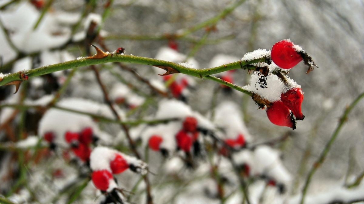 Hagebutten vom vergangenen Jahr fallen zwischen dem Schnee im Schlosspark Gotha sofort auf.