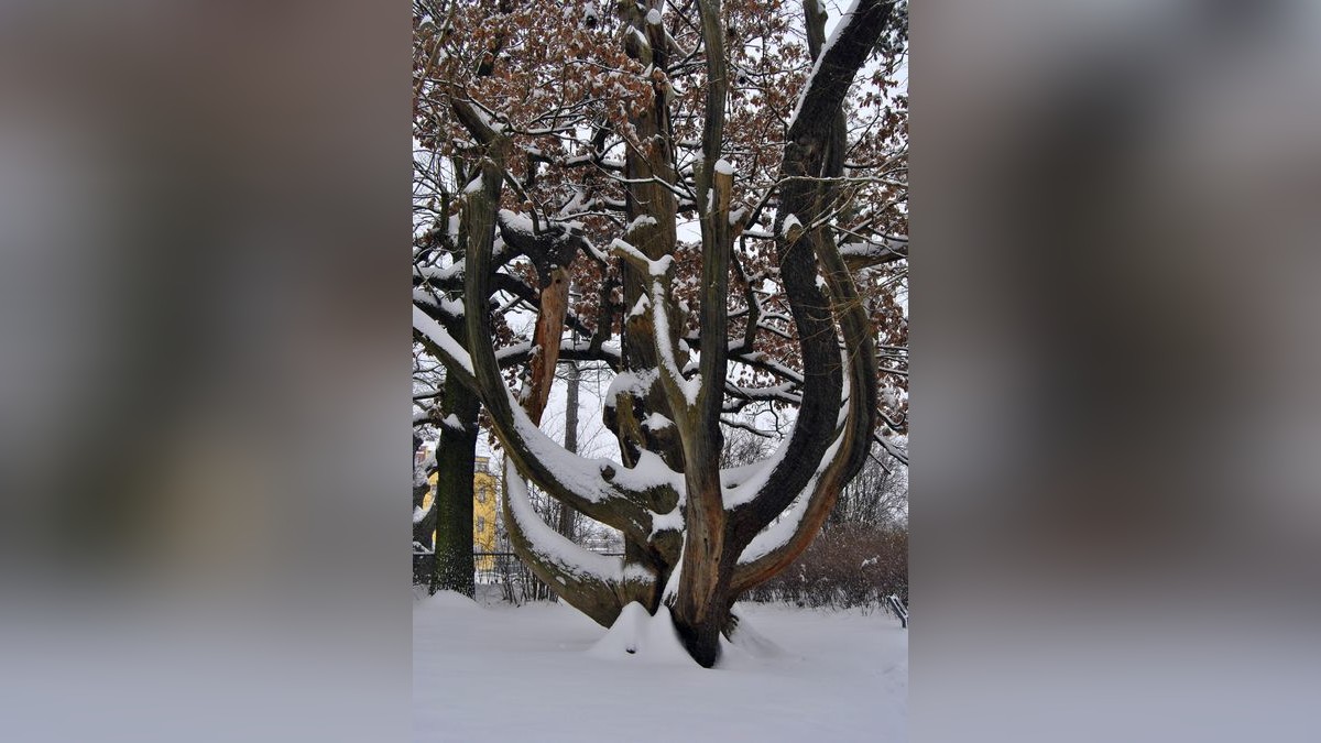 Bäume im Schlosspark Gotha sind mit Schnee bedeckt.