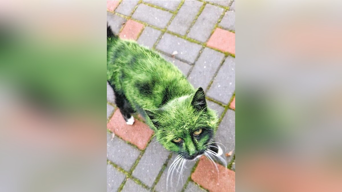 Die Katze wurde mit grüner Farbe besprüht.