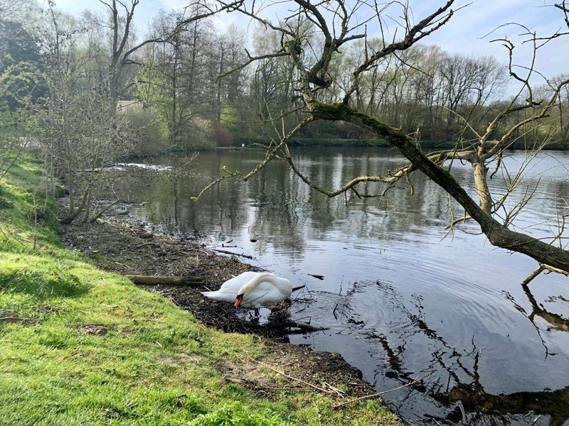 BRW lässt Bäume am Abtskücher Teich in Heiligenhaus fällen