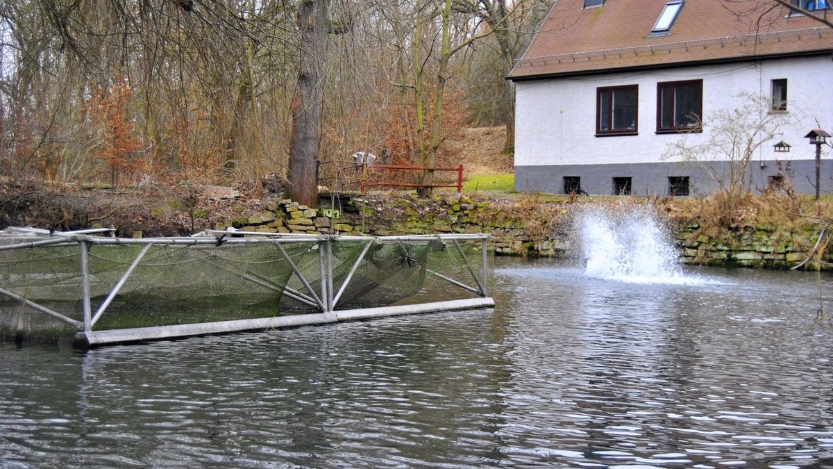 41+ In Den Teichen Schwimmen Leichen Mit Aufgeschlitzten Bäuchen, In