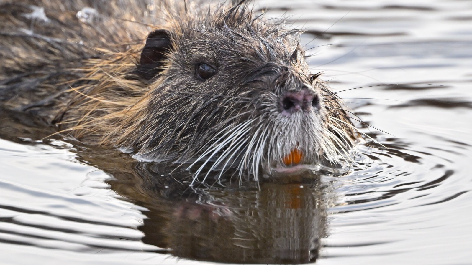 Aggressives Nutria in NeukirchenVluyn „Keiner hilft uns“