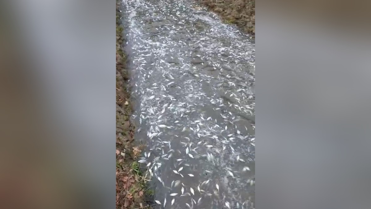 Tausende tote Fische fließen mit dem Wasser aus der Talsperre im Kreis Gotha.