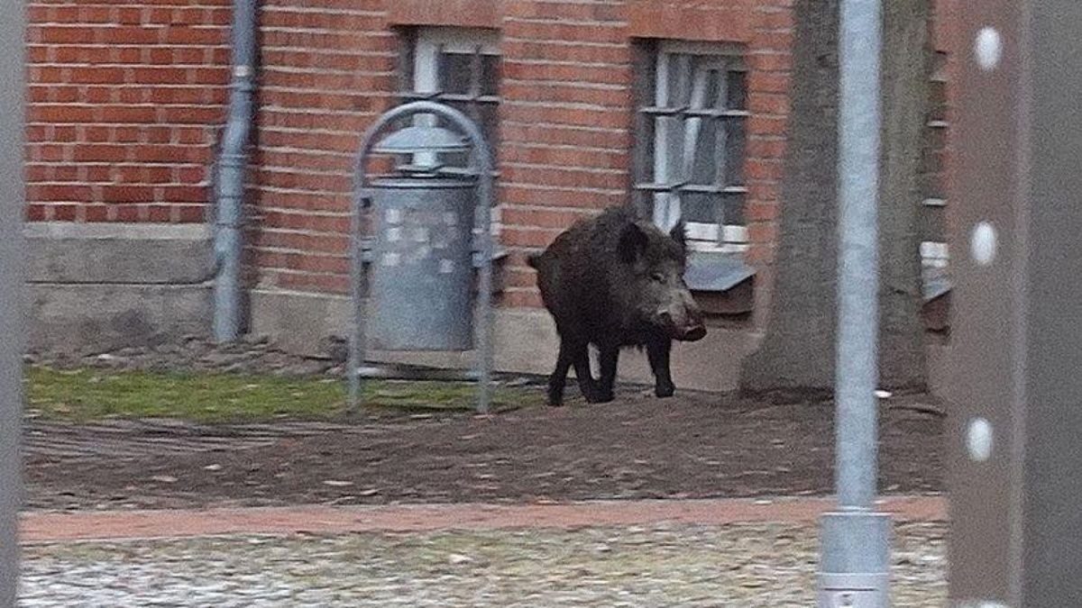 Dieses Wildschwein hat am Nordhäuser Herder-Gymnasium für einen Großeinsatz gesorgt.