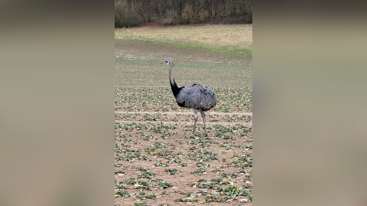 Der Emu konnte von Polizei und Feuerwehr nicht einfangen werden.