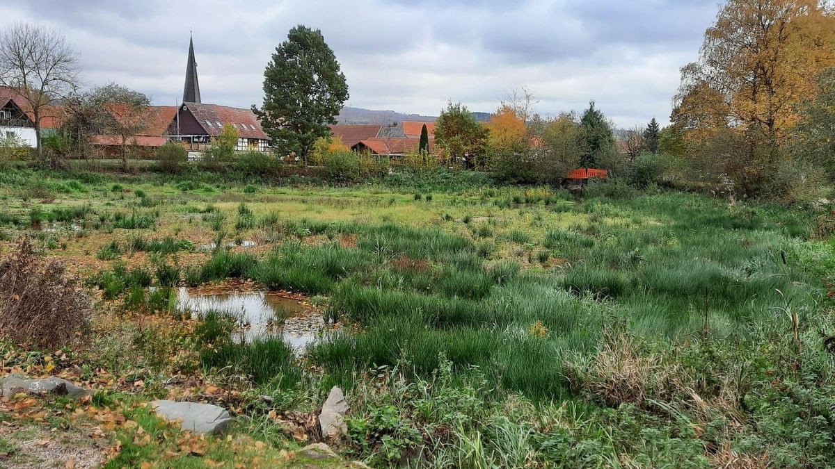 Der Dorfteich in Bartolfelde wurde im Fühjahr 2023 ausgebaggert. Seitdem ist er wieder zugewuchert.